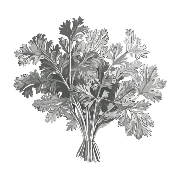 Verduras Perejil Verde Fresco Icono Ramo Aislado — Vector de stock