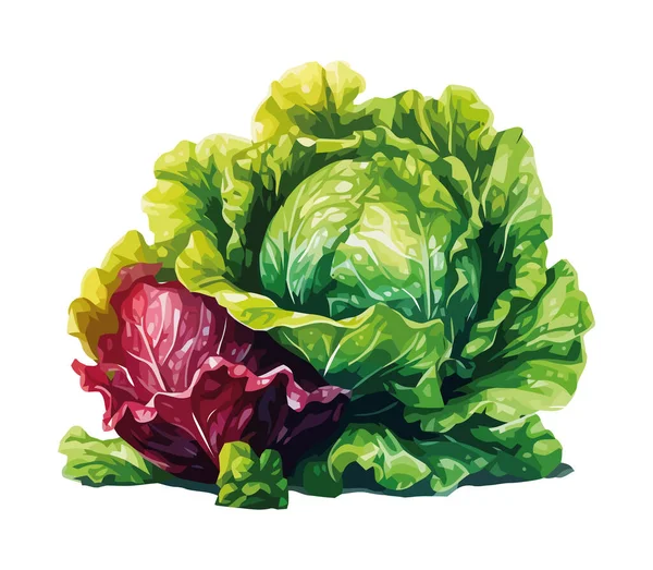 Свежая Органическая Капуста Икона Здоровой Вегетарианской Еды — стоковый вектор