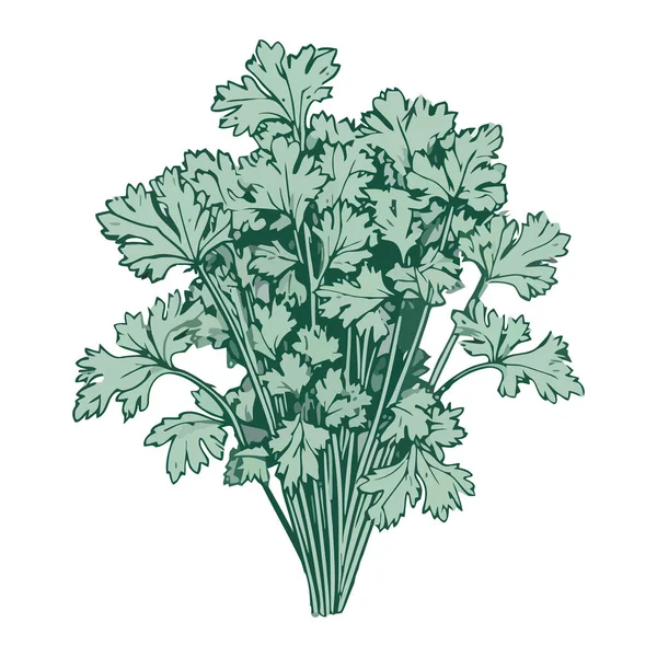 分离新鲜香草和蔬菜欧芹图标 — 图库矢量图片