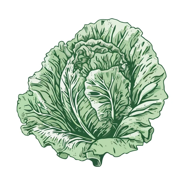 Alface Vegetal Orgânica Fresca Ícone Ilustração Isolado —  Vetores de Stock