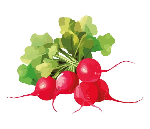 Fresh Organic Ripe Radish Leaf Icon Isolated — Stock Vector