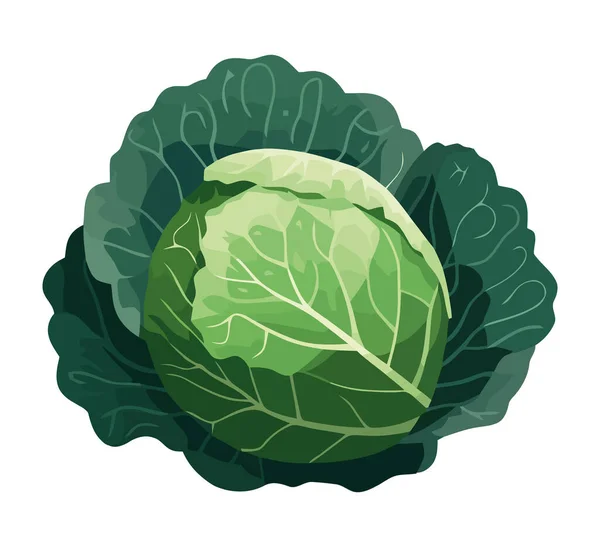 Lahana Taze Sebze Salatası Sağlıklı Beslenme Ikonu Izole Edilmiş — Stok Vektör