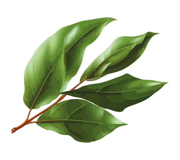 Frische Grüne Blätter Auf Einem Baumzweigvektorsymbol Isoliert — Stockvektor