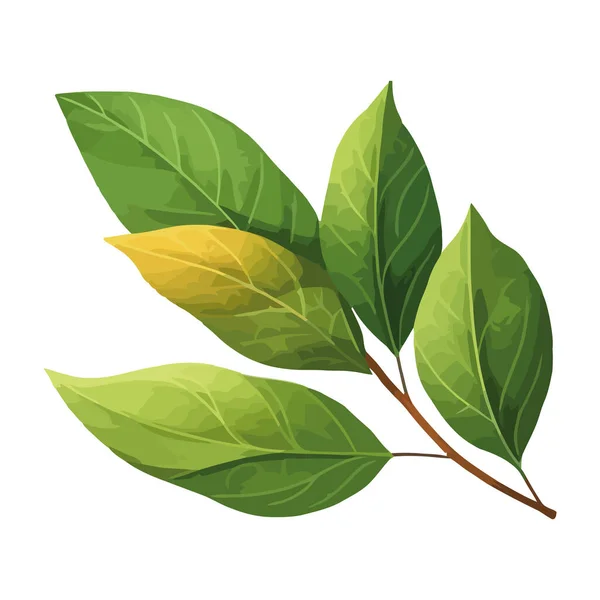 Νωπά Πράσινα Φύλλα Μιας Εικόνας Κλαδιού Δένδρου Απομονωμένης — Διανυσματικό Αρχείο