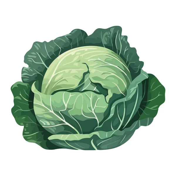 新鲜有机蔬菜卷心菜 健康膳食图标隔离 — 图库矢量图片