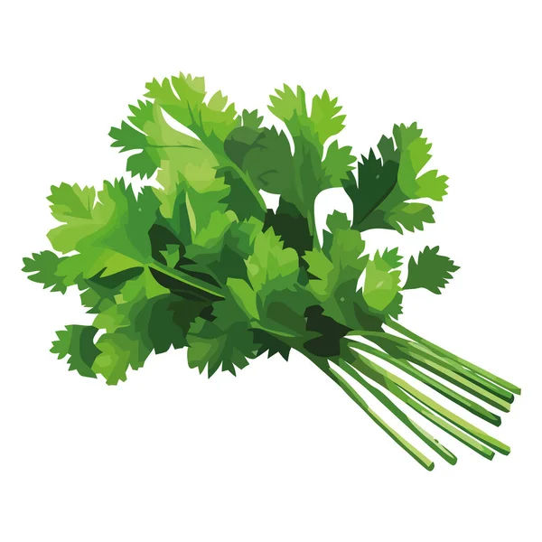 Saine Alimentation Légumes Persil Herbes Icône Isolé — Image vectorielle