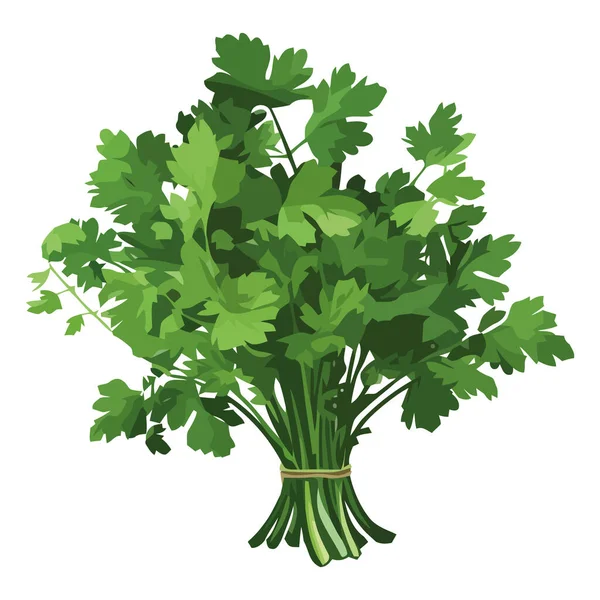 Frische Petersilie Gemüsebündel Vegetarischer Salat Ikone Isoliert — Stockvektor