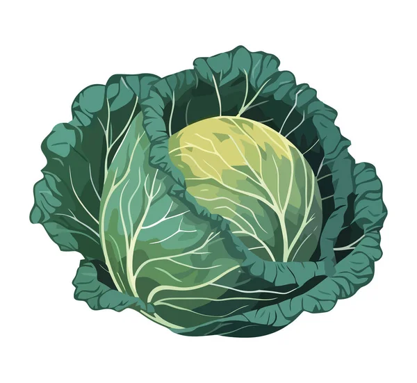Φρέσκο Βιολογικό Χορτοφαγικό Λάχανο Ένα Υγιές Εικονίδιο Γεύμα Απομονωμένο — Διανυσματικό Αρχείο