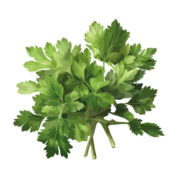 Frische Grüne Kräuter Petersilie Für Gesunde Ernährung Symbol Isoliert — Stockvektor