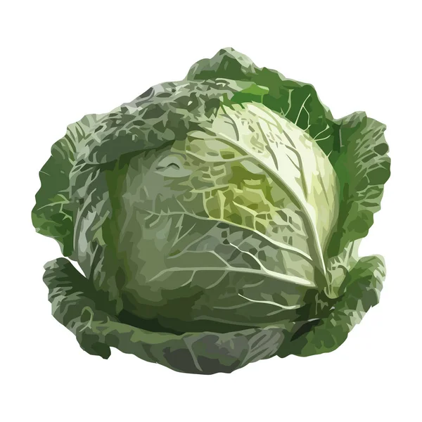 新鲜绿叶蔬菜作为健康沙拉餐图标隔离 — 图库矢量图片