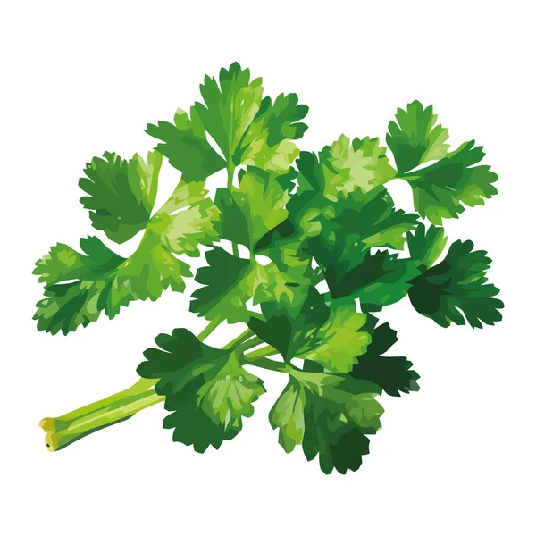 Fresh Parsley Herbs Bundle Healthy Eating Icon Isolated — Stock Vector