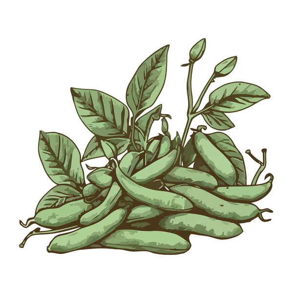 新鮮な有機野菜のエンドウ豆と葉のアイコンは隔離された — ストックベクタ