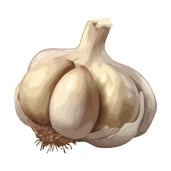 Fresh Organic Garlic Ripe Vegetable Icon Isolated — Stock Vector