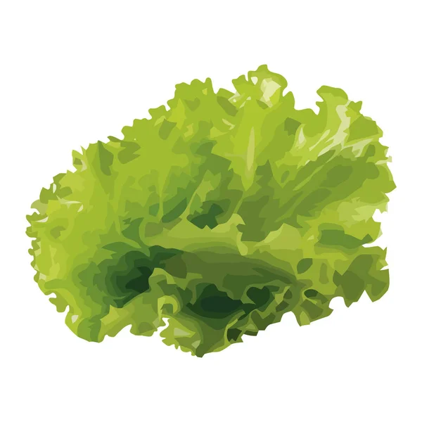 Frisches Bio Salat Grünes Blattgemüse Ikone Isoliert — Stockvektor