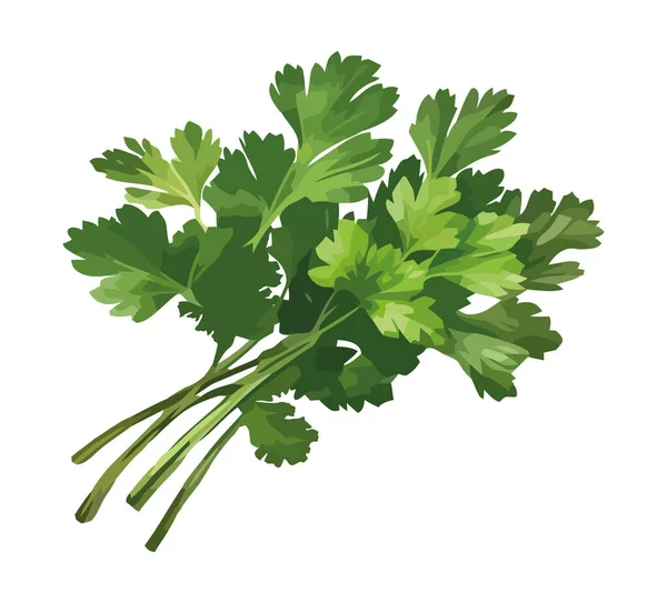 Green Bundle Organic Parsley Healthy Eating Icon Isolated — Stock Vector
