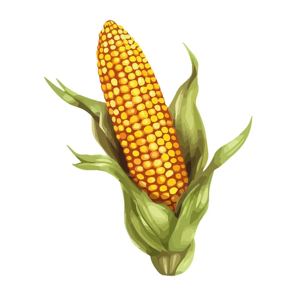 Свіжа Органічна Солодка Кукурудза Здорова Вегетаріанська Ікона Їжі Ізольована — стоковий вектор