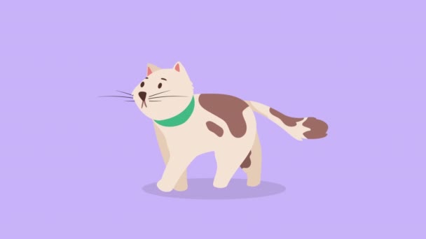 Lindo Marrón Blanco Gato Mascota Carácter Animación Video Animado — Vídeos de Stock