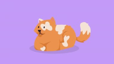 Şirin turuncu kedi maskotu karakter animasyonu 4k video animasyonu