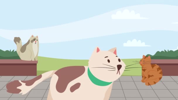 Τρεις Γάτες Μασκότ Χαρακτήρες Κινουμένων Σχεδίων Βίντεο Κινουμένων Σχεδίων — Αρχείο Βίντεο