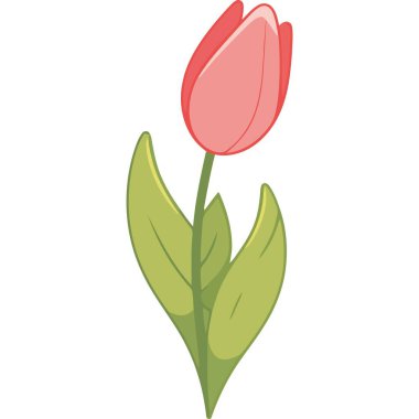 Güzel pembe lale çiçeği doğa ikonu izole