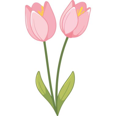 Güzel pembe laleler çiçek ikonu izole