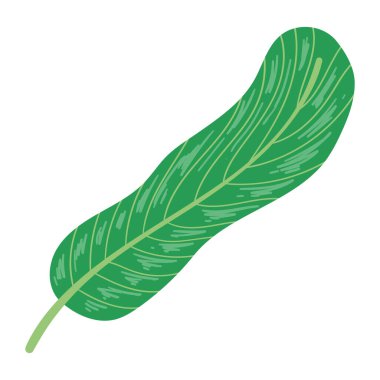 egzotik yaprak bitkisi botanik izole simgesi