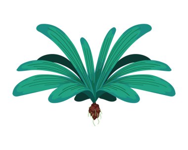 egzotik yaprak bitkisi ve kök izole simgesi