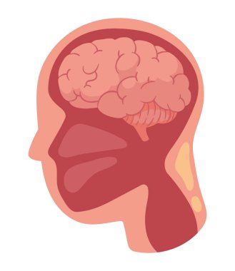 profil beyni insan çizimi izole edildi