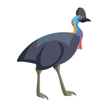 Avustralyalı hayvan güney Cassowary illüstrasyon izole