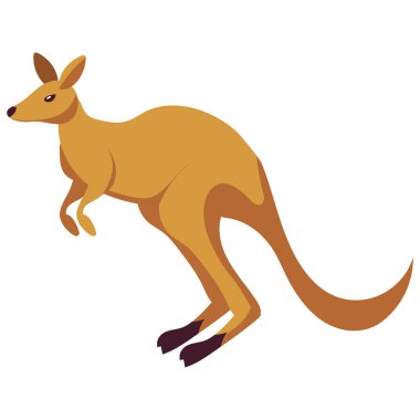 Avusturalya hayvan kanguru illüstrasyonu izole
