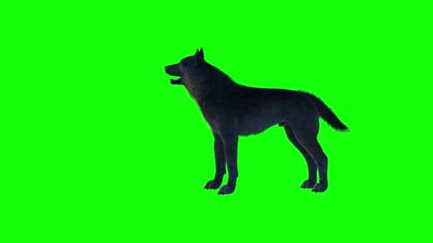 Silhouette Wolf Howling Full Moon Render Green Background — Αρχείο Βίντεο
