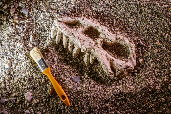 Bones Dinosaur Skull Close Sand Archaeological Dig — Stock Photo, Image