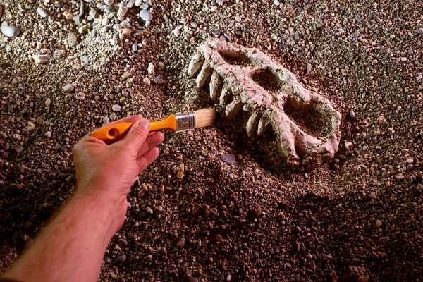 Archaeologist Paleontologist Digs Bones Dinosaur Skull Close — Stock Photo, Image