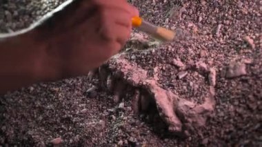 Arkeolog paleontolog, dinozor kafatasını yakından inceledi