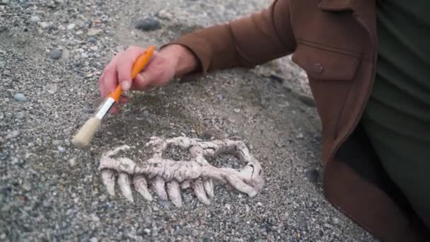 Archeoloog Paleontoloog Graaft Botten Dinosaurus Schedel Close — Stockvideo