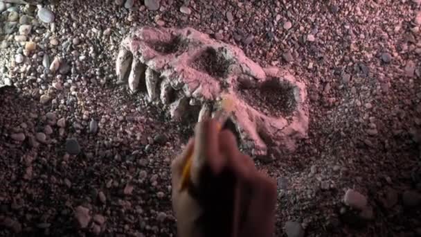Arkeolog Paleontolog Gräver Ben Dinosaurie Skalle Närbild — Stockvideo