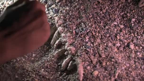Археолог Палеонтолог Копает Кости Черепа Динозавра Крупным Планом — стоковое видео