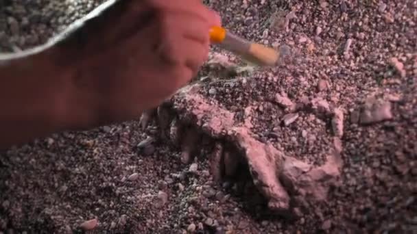 Archäologe Paläontologe Gräbt Knochen Dinosaurier Schädel Aus Nächster Nähe — Stockvideo