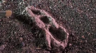 Arkeolog paleontolog, dinozor kafatasını yakından inceledi