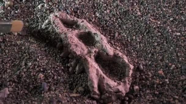 Arqueólogo Paleontólogo Cava Ossos Dinossauro Crânio Close — Vídeo de Stock