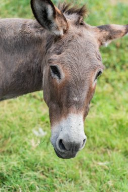 Eşek, güneşli bir günde çimlerde ot yiyor. 