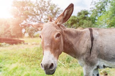 Eşek, güneşli bir günde çimlerde ot yiyor. 