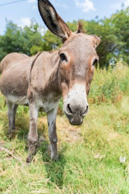 Eşek, güneşli bir günde çimlerde ot yiyor. 