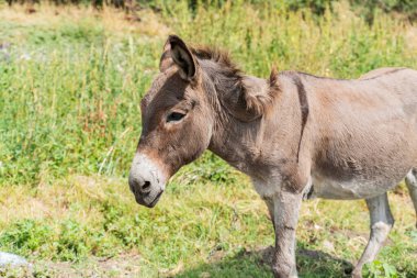 Eşek, güneşli bir günde çimlerde ot yiyor. 