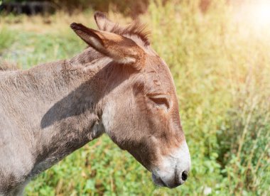 Güneşli bir günde çimenlikte bir eşek 