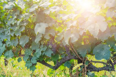 Güneşli bir günde, büyük bir üzüm bağının arka planında üzüm asması 