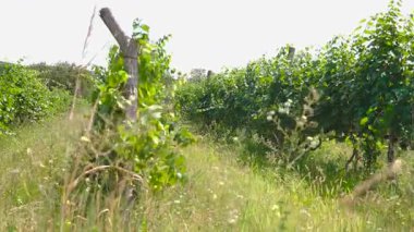 Güneşli bir günde büyük bir üzüm bağının arka planı