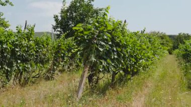Güneşli bir günde büyük bir üzüm bağının arka planı