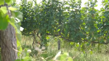 Güneşli bir günde, büyük bir üzüm bağının arka planında üzüm asması 