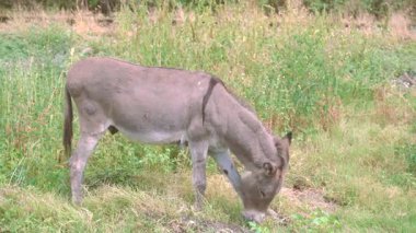 Eşek, güneşli bir günde çimlerde ot yiyor. 